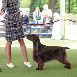 Piper - Field Spaniel