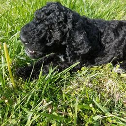 Poodle Puppies from Bouquet of Poodles
