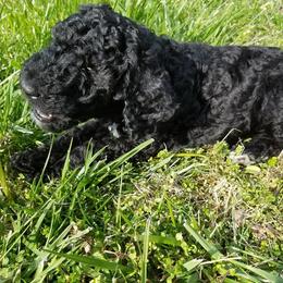 Poodle Puppies from Bouquet of Poodles