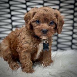 Taj Mahal - Red male Cavapoo puppy in Palm Beach County, Florida from Benji’s Cockapoos
