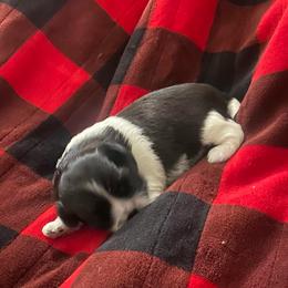 Precious - Black and white female Shih Tzu puppy in Melbourne, Florida from Sassy Shih Tzu Puppies