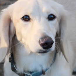 Casper - Dachshund