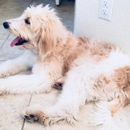 Goldendoodles from Sassy’s Hollywood Poodles & Doodles