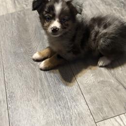 Miniature American Shepherd Puppies from Sonya Young