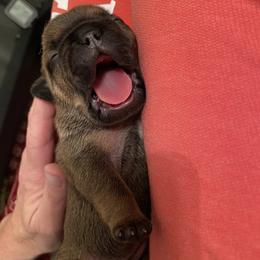 French Bulldog Puppies from Nuthin’ But Frenchies