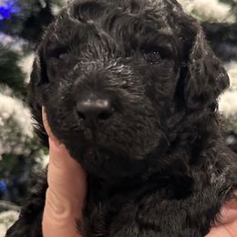 Boy 1 - Black Goldendoodle puppy in Eastvale, California from Patriot Family Paws
