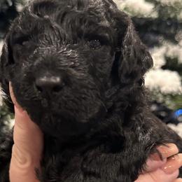 Boy 1 - Black Goldendoodle puppy in Eastvale, California from Patriot Family Paws
