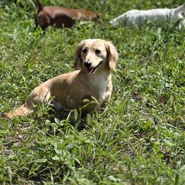 Dachshund All Grown Up from DK's Dream Doxies