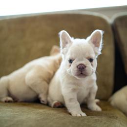 French Bulldog Puppies from Christine's French Bulldogs