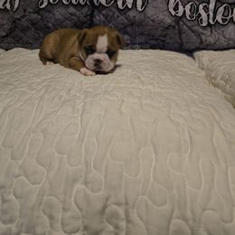 Elsa - Red female Boston Terrier puppy in Walhalla, South Carolina from Dixies  southern  bostons