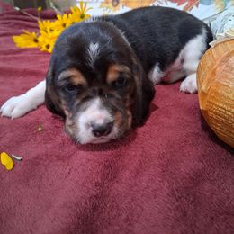 Boy 2 - Black brown and white male Basset Hound puppy in Farmerville, Louisiana from Hancock House of Basset Hounds & Mini Dachshunds