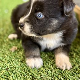 Black tri 2 - Black tri female Miniature Australian Shepherd puppy in Lemon Cove, California from Magic Ranch Mini Aussies