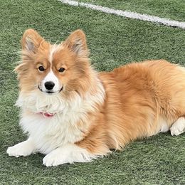 Lincoln - Pembroke Welsh Corgi
