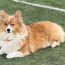 Lincoln - Pembroke Welsh Corgi