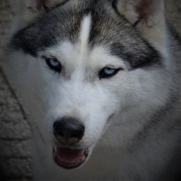 Siberian Husky All Grown Up from Shawna Wells