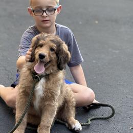 Airedale Terrier, Bernedoodle, and Bernese Mountain Dog Puppies from Beitzel Babies