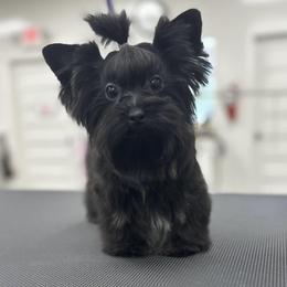 Kilo - Yorkshire Terrier
