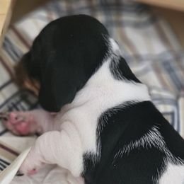 Girl 2 - Dachshund puppy from HPM