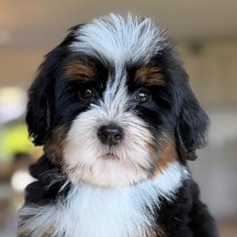 Slogan - Tri-color male Bernedoodle puppy in Yuciapa, California from AlltheDoodlez_