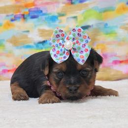 Crystal - Blue and gold female Yorkshire Terrier puppy in Monticello, Iowa from Ashley’s Puppies