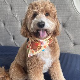 Jimmy - Goldendoodle