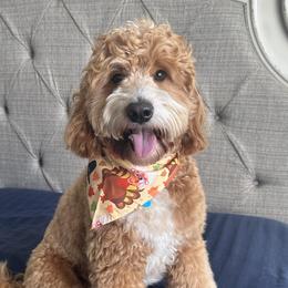Jimmy - Goldendoodle