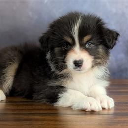 Titus - Black tri-color male Australian Shepherd puppy in Fultonville, New York from Sandy Aussies, Mini Dachshunds & Pomeranians