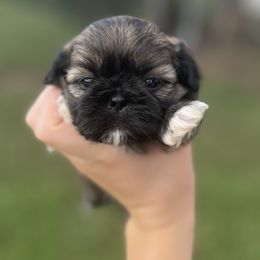 Charlie - Black and tan male Shih Tzu puppy in Clinton, Tennessee from Southland’s Shih Tzus