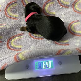 Yorkshire Terrier Puppies from Blissful_Yorkies