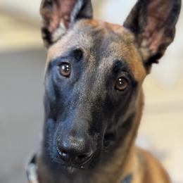 Otter - Belgian Malinois