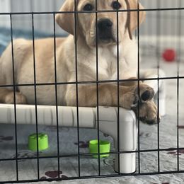 Boy 1 - Yellow Labrador Retriever puppy in Santa Rosa, California from Valley of the Moon Labradors