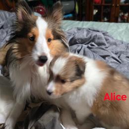 LITTLE Alice - Sable and white female Shetland Sheepdog puppy in Houston, Texas from LaLa's Lilliputian Lassies