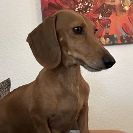Hadley - Dachshund