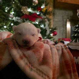 Red - White male Samoyed puppy in San Antonio, Texas from Hill Country Samoyeds
