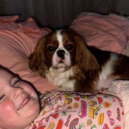 Lola - Cavalier King Charles Spaniel