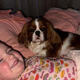 Lola - Cavalier King Charles Spaniel