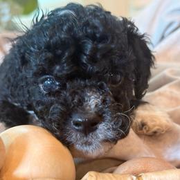 Sailor - Black and white male Cockapoo puppy in Saint Louis, Missouri from Jax Doodles
