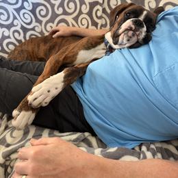 Boxer All Grown Up from Rorschach Boxers