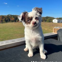 Chihuahua Puppies from Soul Healing Chihuahuas