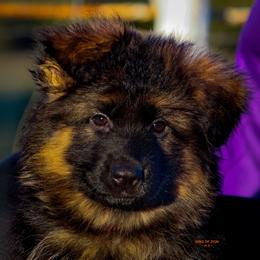 Girl 4 - Black and red female German Shepherd puppy in Alvarado, Texas from King Of Zion German Shepherds