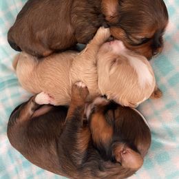 Havanese Puppies from Bella Dulce Havanese