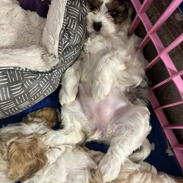 Cavapoo, Cockapoo, Goldendoodle, and Poodle Puppies from Lipscomb Doodles