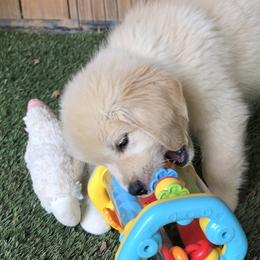Boy 2 - male Golden Retriever puppy in Sparta, Tennessee from Poso Creek Corgis