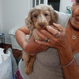 Dachshund Puppies from A&R Dachshund