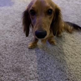 Maverick - Dachshund