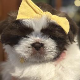 Shih Tzus from Patriot pups