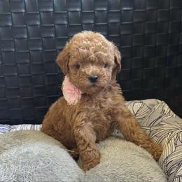 Pixie - Red  female Goldendoodle puppy in Sauk Village, Illinois from Midwest Timberland Pups