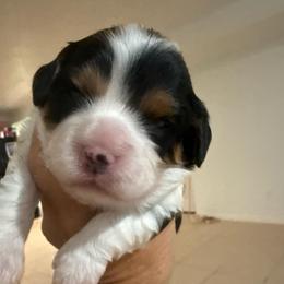 Kingston - Black and white male Cavapoo puppy in Santaquin, Utah from Willow & Wag Farm
