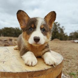 Voss (Financing Available) - Blue male Pembroke Welsh Corgi puppy in Inverness, Florida from Canaan Farm Corgis
