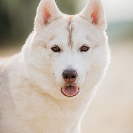 RUBY - Siberian Husky